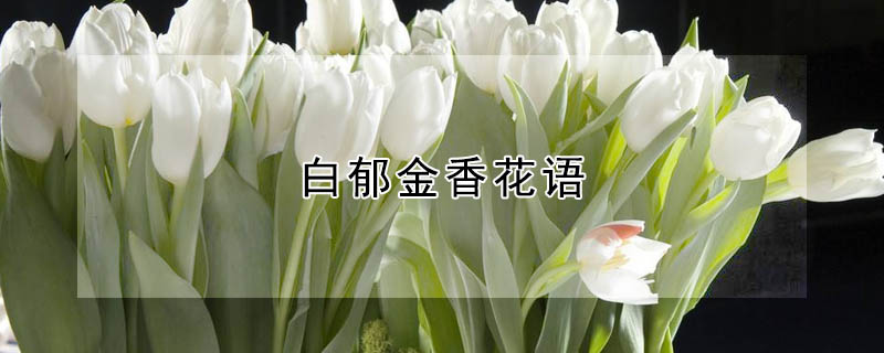 白鬱金香花語