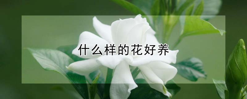什麼樣的花好養