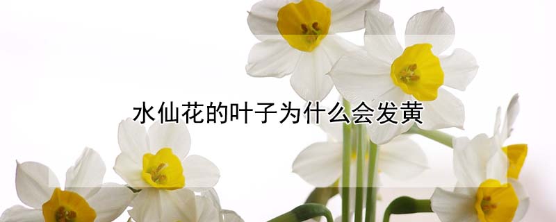 水仙花的葉子為什麼會發黃