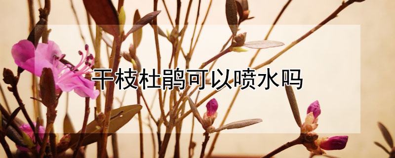 幹枝杜鵑可以噴水嗎