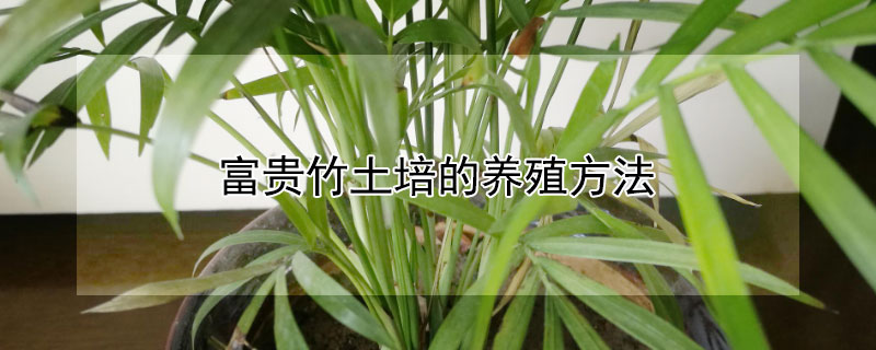 富貴竹土培的養殖方法