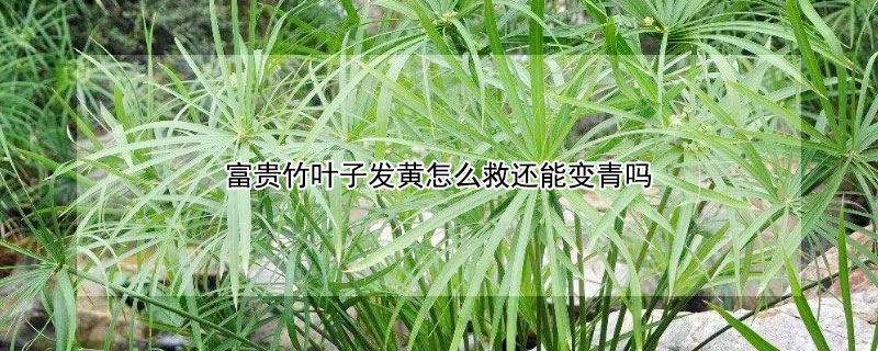 富貴竹葉子發黃怎麼救還能變青嗎