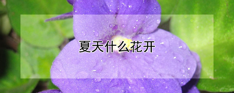 夏天什麼花開