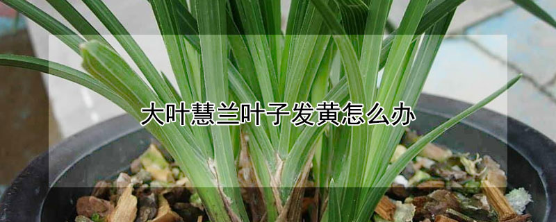 大葉慧蘭葉子發黃怎麼辦