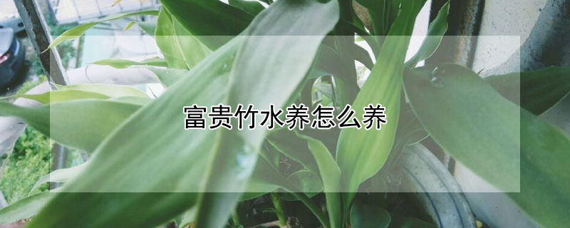 富貴竹水養怎麼養