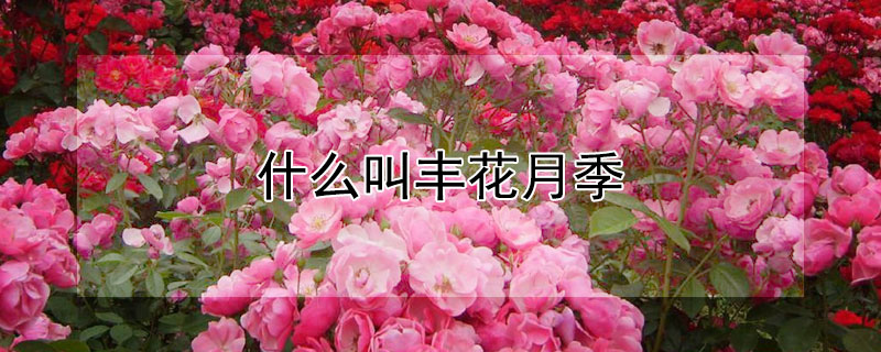 什麼叫豐花月季