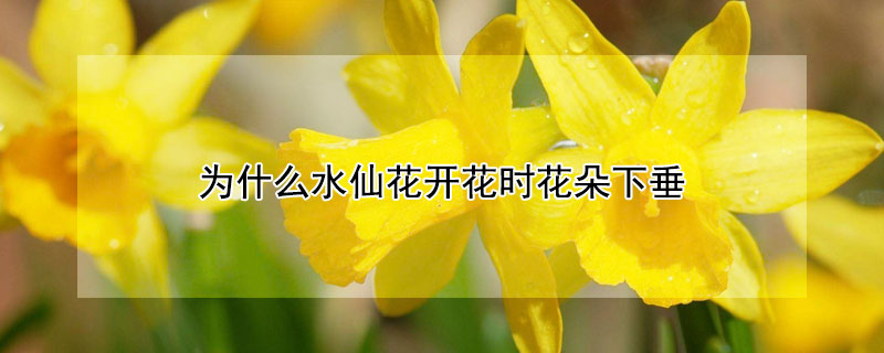 為什麼水仙花開花時花朵下垂