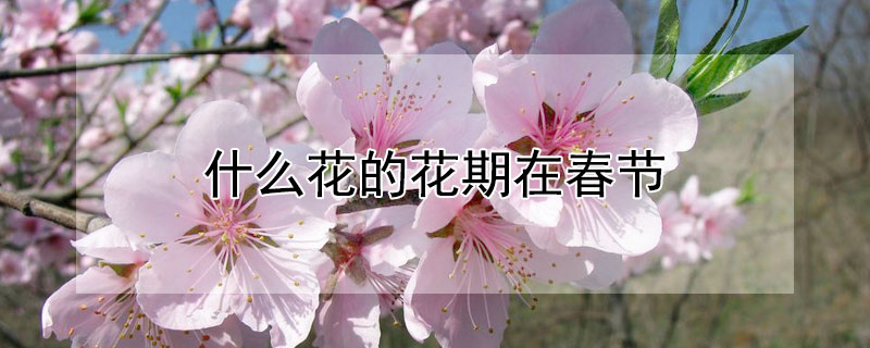 什麼花的花期在春節