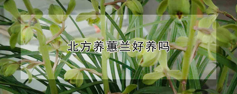 北方養蕙蘭好養嗎