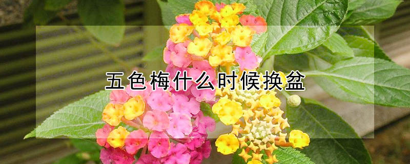 五色梅什麼時候換盆