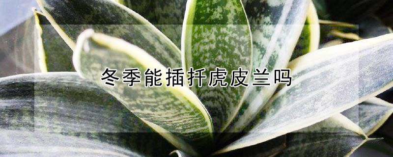 冬季能插扡虎皮蘭嗎