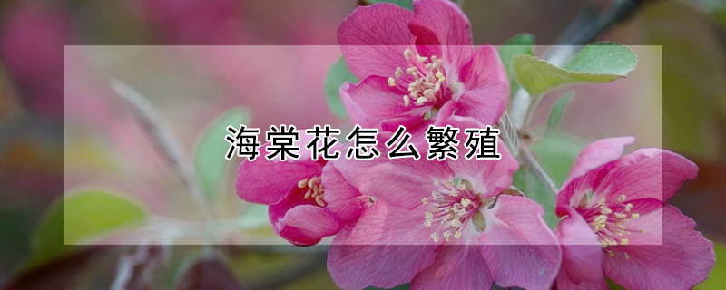 海棠花怎麼繁殖