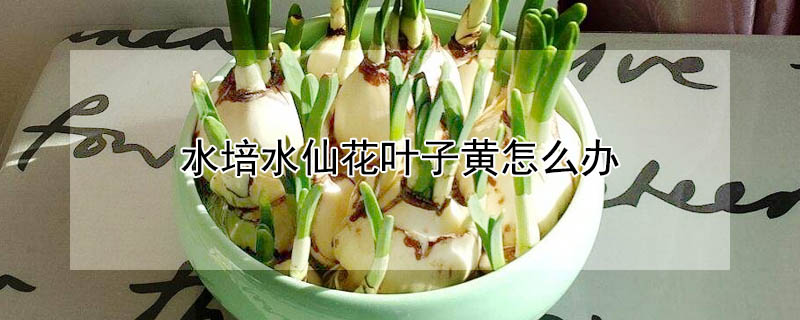 水培水仙花葉子黃怎麼辦