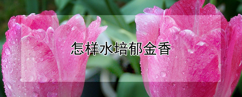 怎樣水培鬱金香