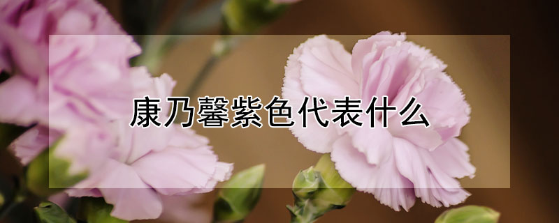康乃馨紫色代表什麼