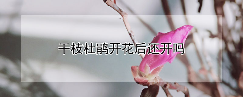 幹枝杜鵑開花後還開嗎
