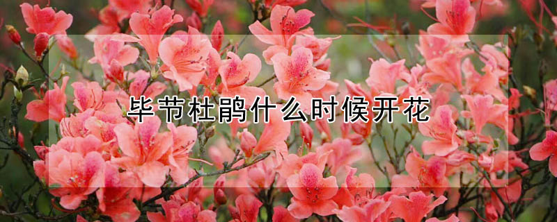 畢節杜鵑什麼時候開花