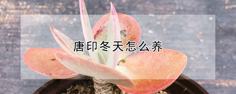 唐印冬天怎麼養