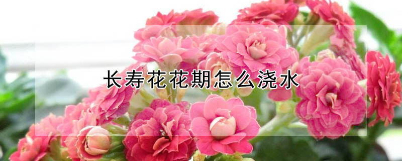 長壽花花期怎麼澆水