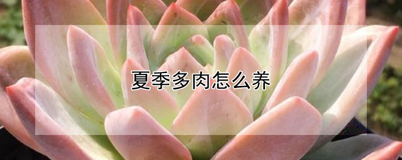 夏季多肉怎麼養