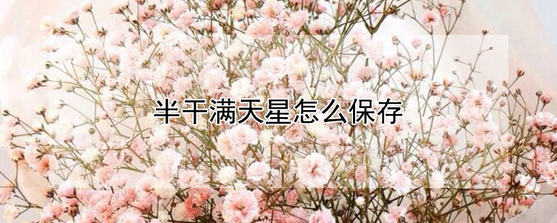 半幹滿天星怎麼保存
