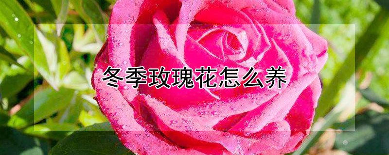 冬季玫瑰花怎麼養