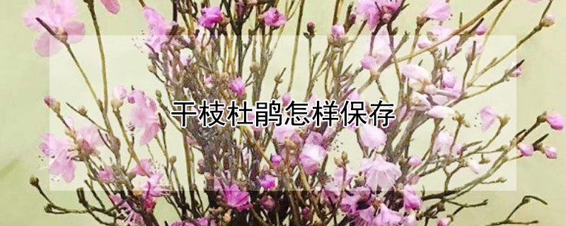 幹枝杜鵑怎樣保存