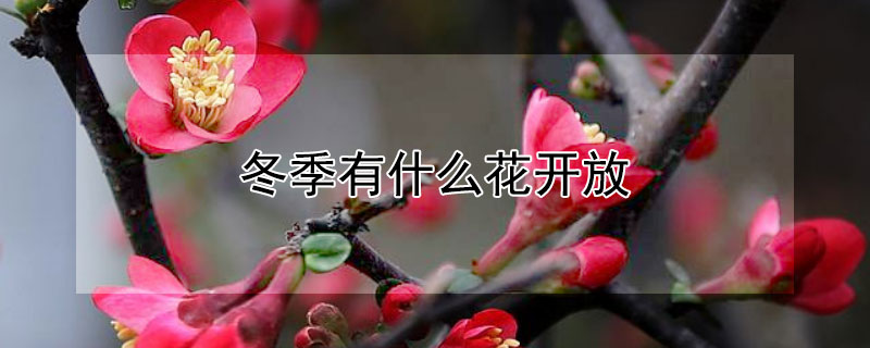 冬季有什麼花開放
