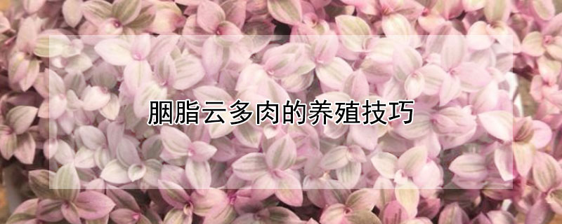 胭脂雲多肉的養殖技巧