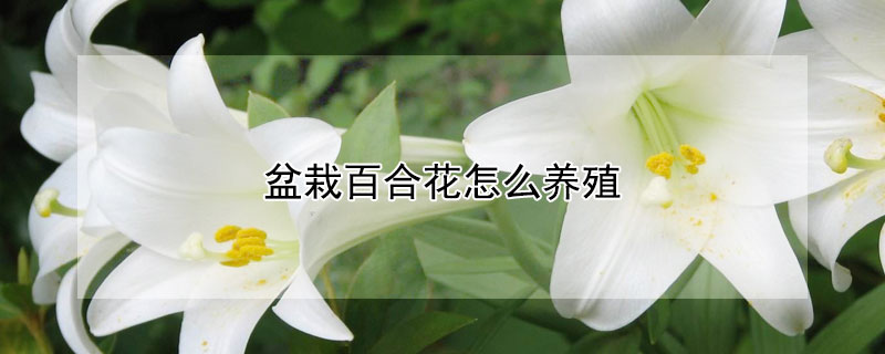 盆栽百合花怎麼養殖