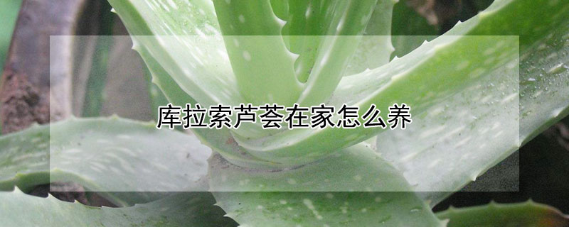 庫拉索蘆薈在家怎麼養