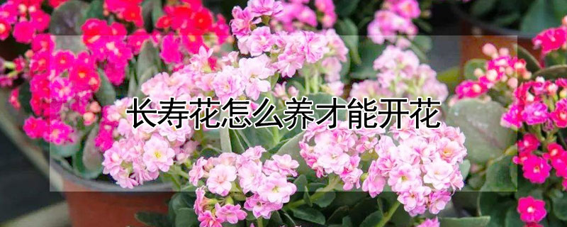 長壽花怎麼養才能開花