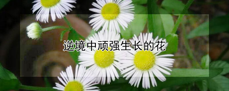 逆境中頑強生長的花