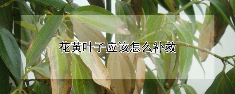 花黃葉子應該怎麼補救