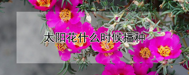 太陽花什麼時候播種