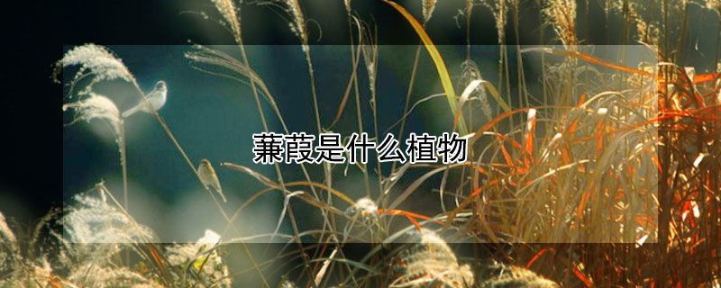 蒹葭是什麼植物