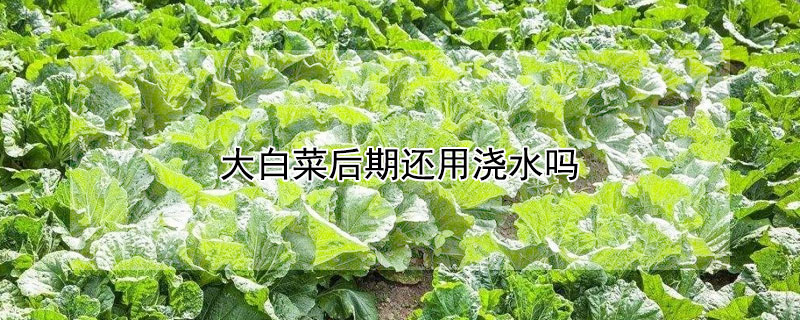 大白菜後期還用澆水嗎