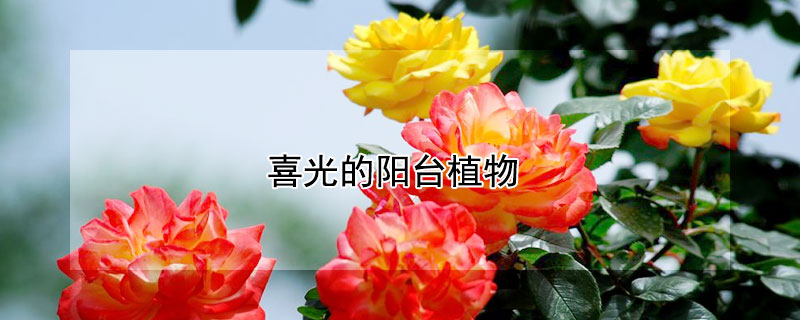 喜光的陽台植物