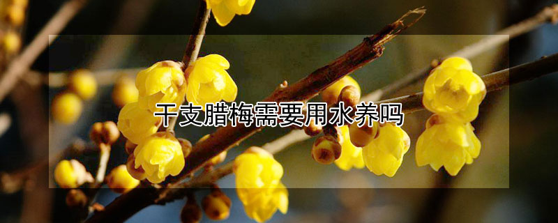 幹支臘梅需要用水養嗎