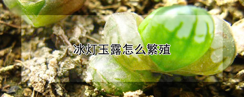 冰燈玉露怎麼繁殖