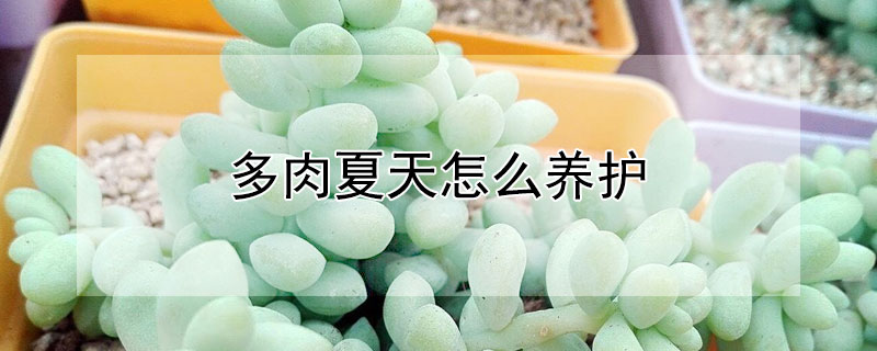 多肉夏天怎麼養護