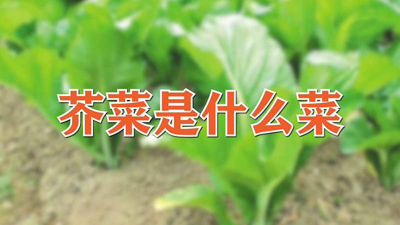 芥菜是什麼菜