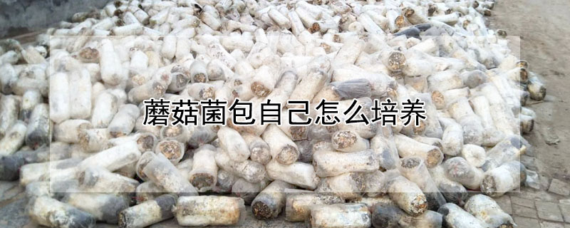 蘑菇菌包自己怎麼培養