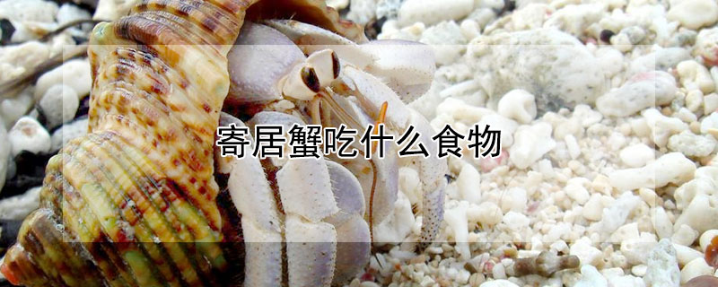 寄居蟹吃什麼食物