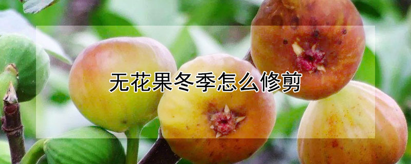 無花果冬季怎麼修剪