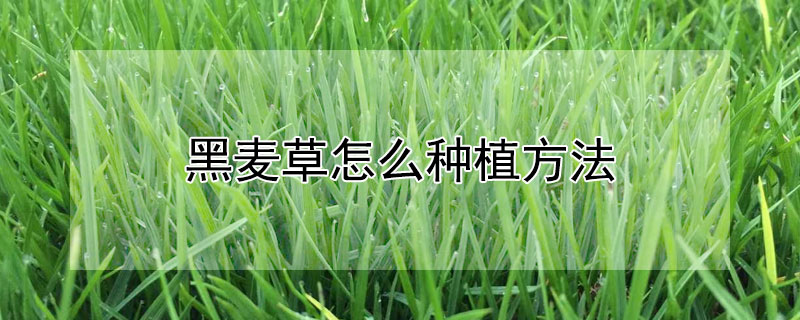 黑麥草怎麼種植方法