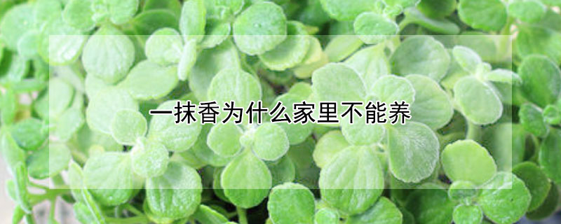 一抹香為什麼家裏不能養