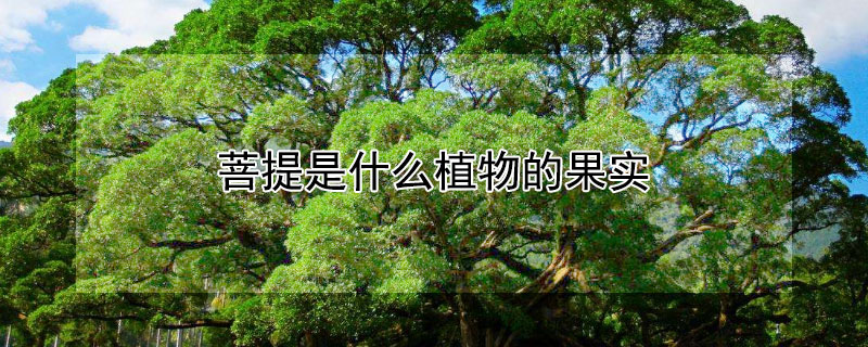 菩提是什麼植物的果實