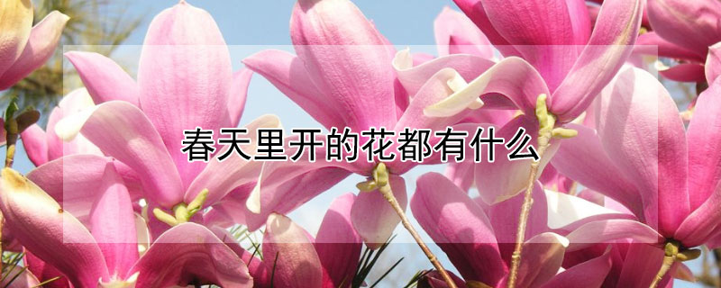 春天裏開的花都有什麼