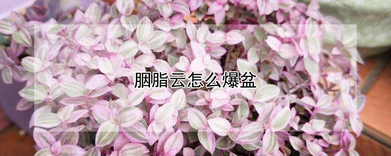 胭脂雲怎麼爆盆